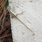 Brown Anole