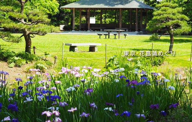 の花菖蒲