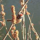 Black Throated Tit