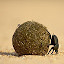 Dung Beetle - New Tab in HD