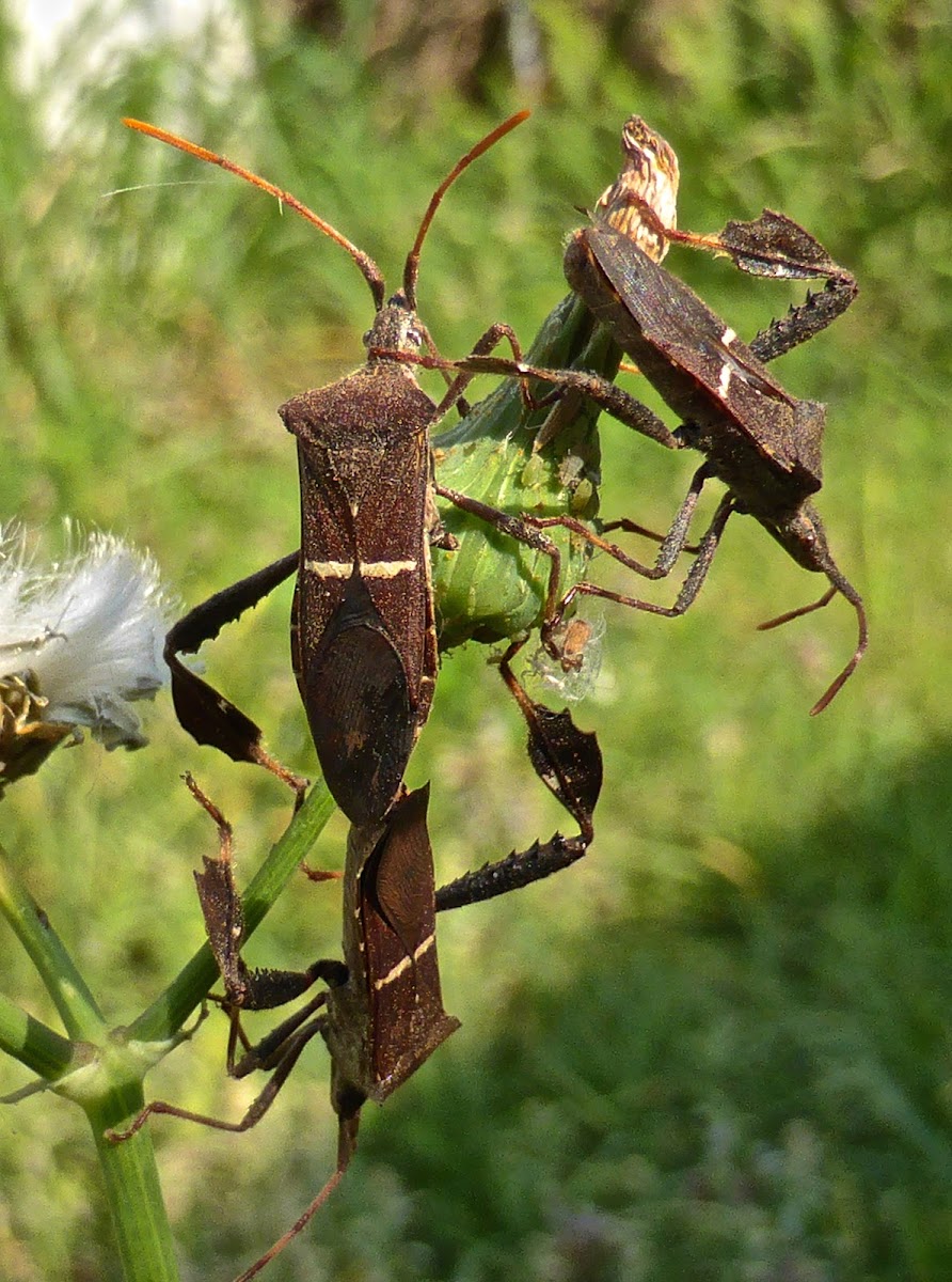 Leaf-footed Bug