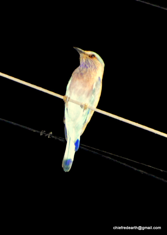 Indian Roller