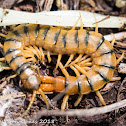 Mediterranean Banded Centipede