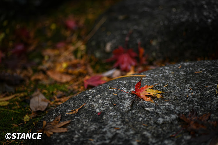 フィットの手水舎の花・紅葉狩り・単焦点レンズの世界・手持ち撮影って難しいなぁ…・写真って難しいなぁ…に関するカスタム事例の投稿画像18枚目