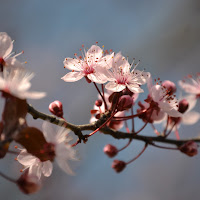 Cherry blossoms di 