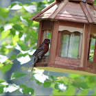 House Finch