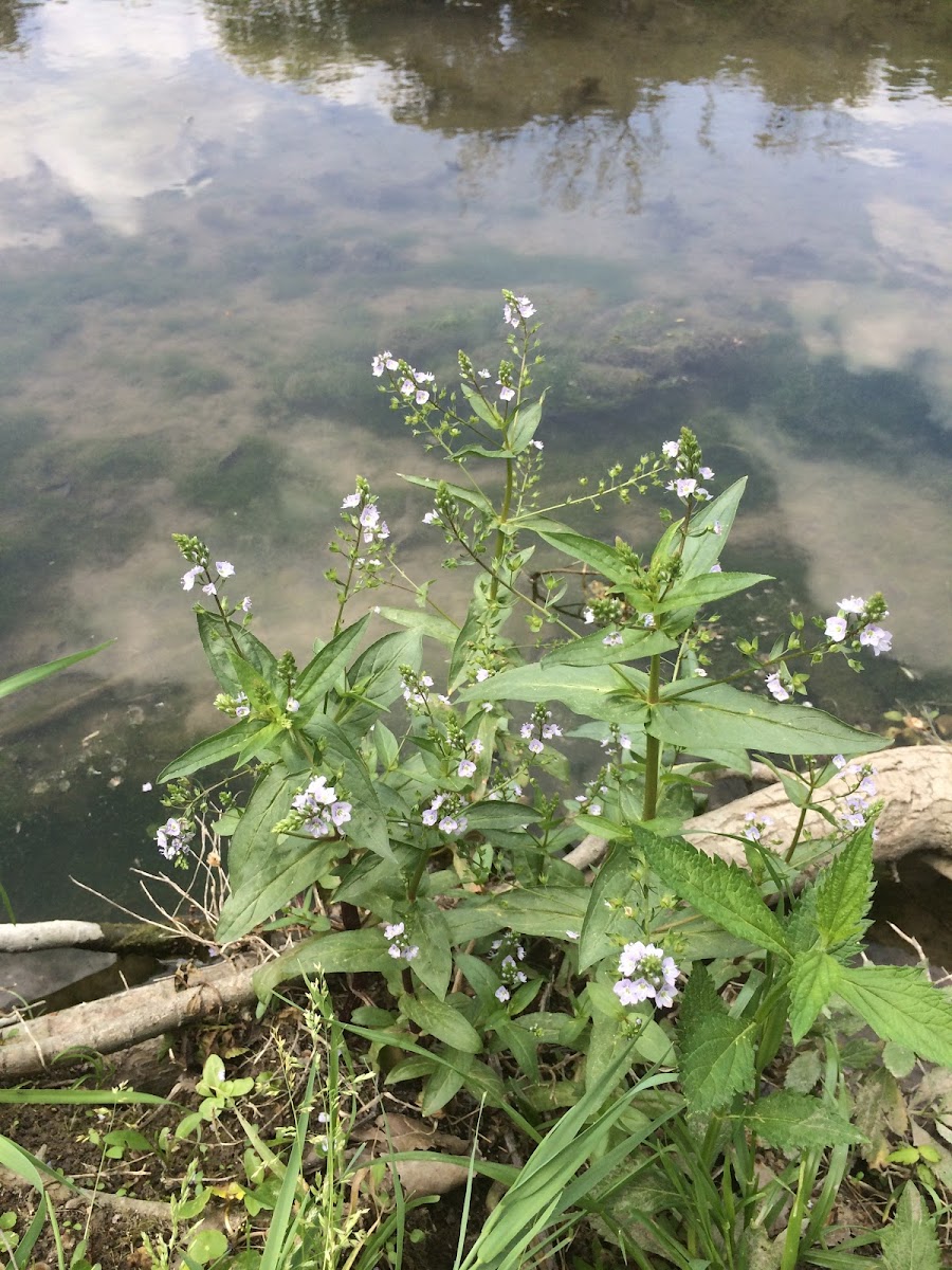 American Speedwell