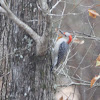 Red Bellied Woodpecker (Female)