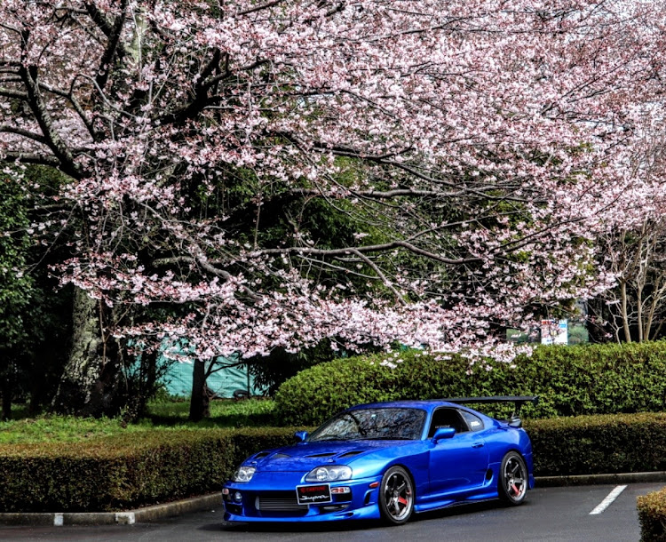 スープラの桜とコラボ・春ですね・4/1は記念日・成長日記に関するカスタム事例の投稿画像1枚目