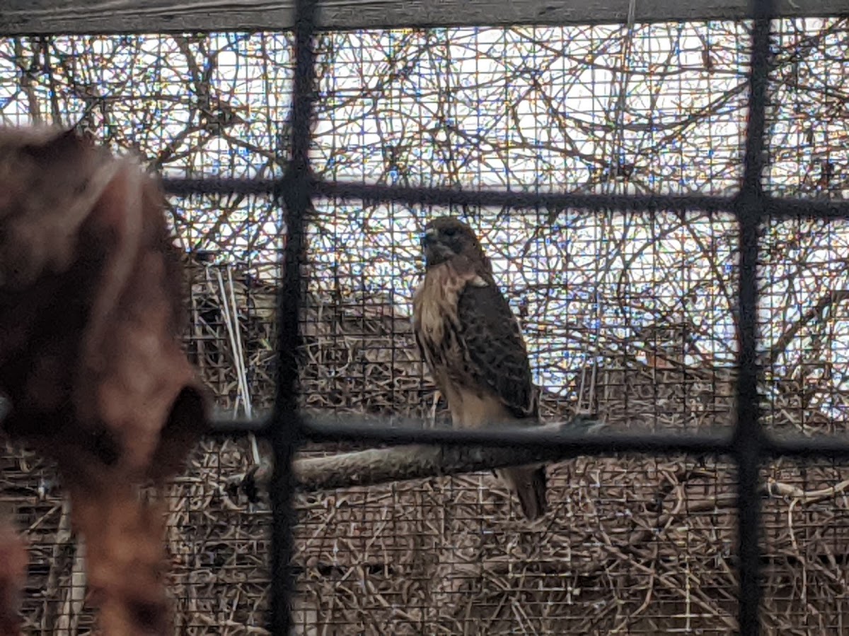 Red Tail Hawk