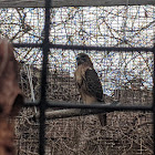 Red Tail Hawk