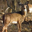 White Tailed Deer