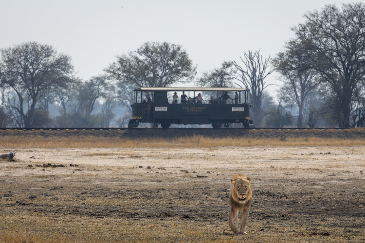 Game viewing aboard the Elephant Express.