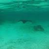 Spotted eagle ray