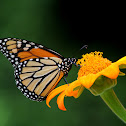 Monarch Butterfly