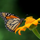 Monarch Butterfly