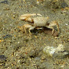 Mexican Fiddler Crab (Male)