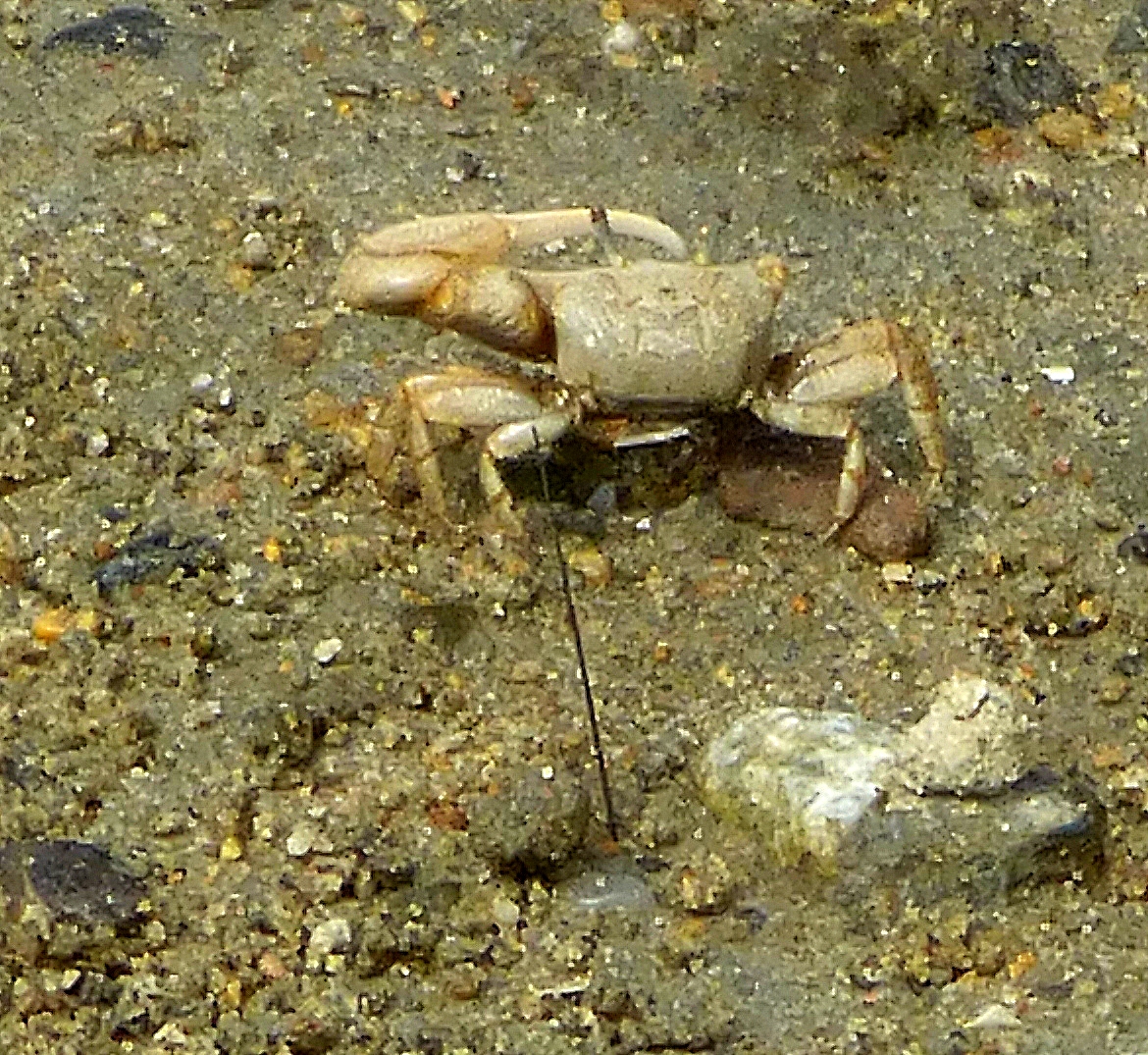 Mexican Fiddler Crab (Male)