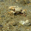 Mexican Fiddler Crab (Male)