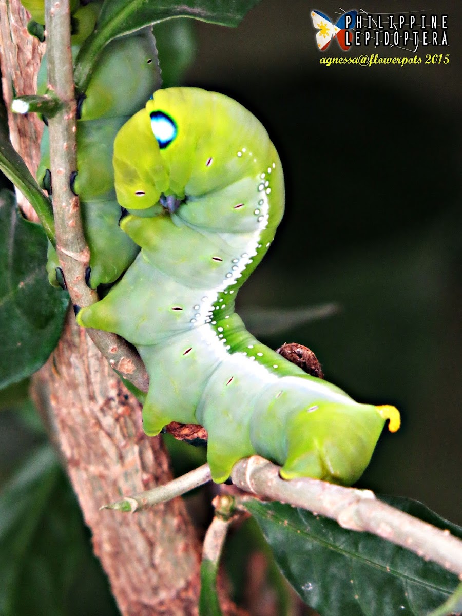 Daphnis Larvae (5th instar)