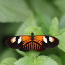 Multicolored butterflies