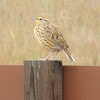 Eastern Meadowlark