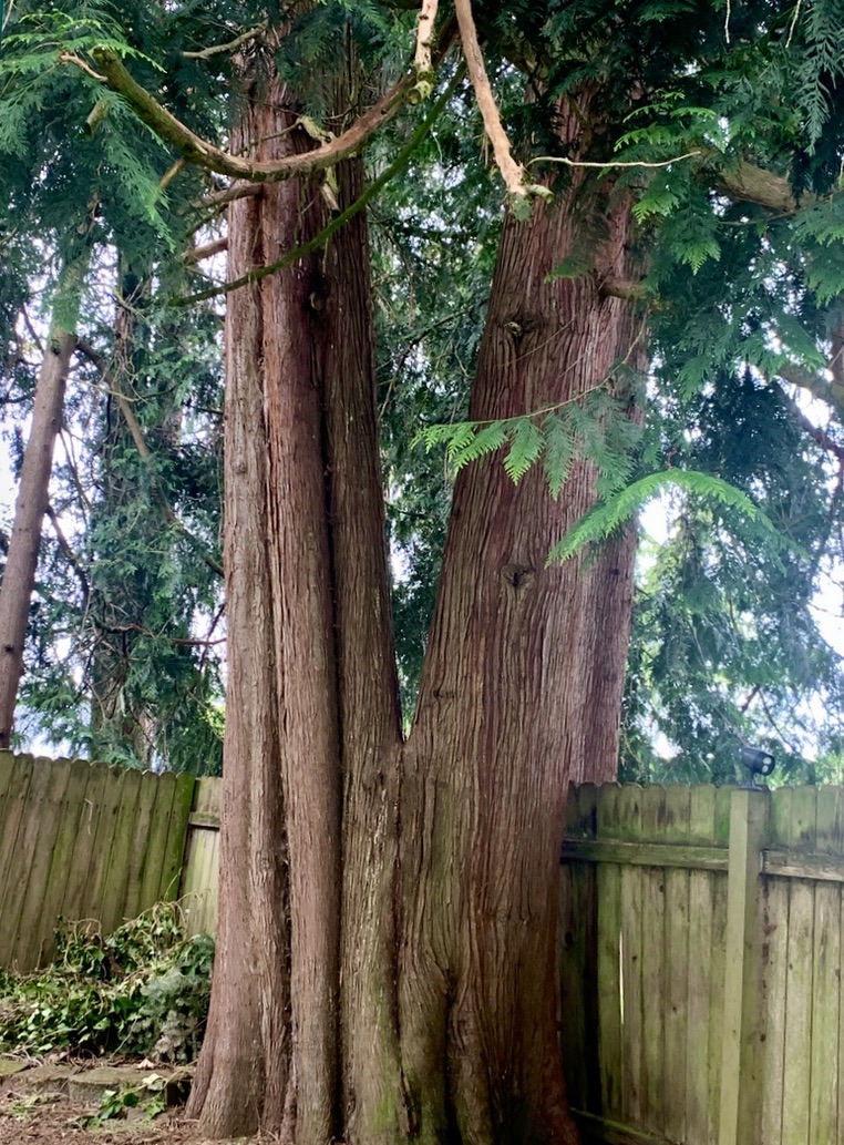 western red cedar