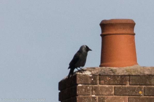 Jackdaw