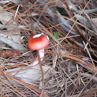 Russula