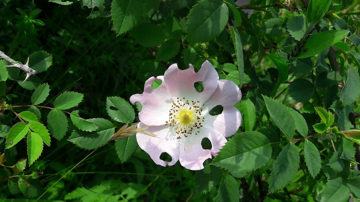 Dog rose