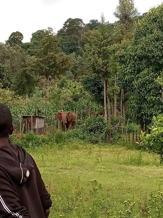 A resident watches a stray elephant roaming in people’s farms in Tanyilel village, Baringo North subcounty on August 8