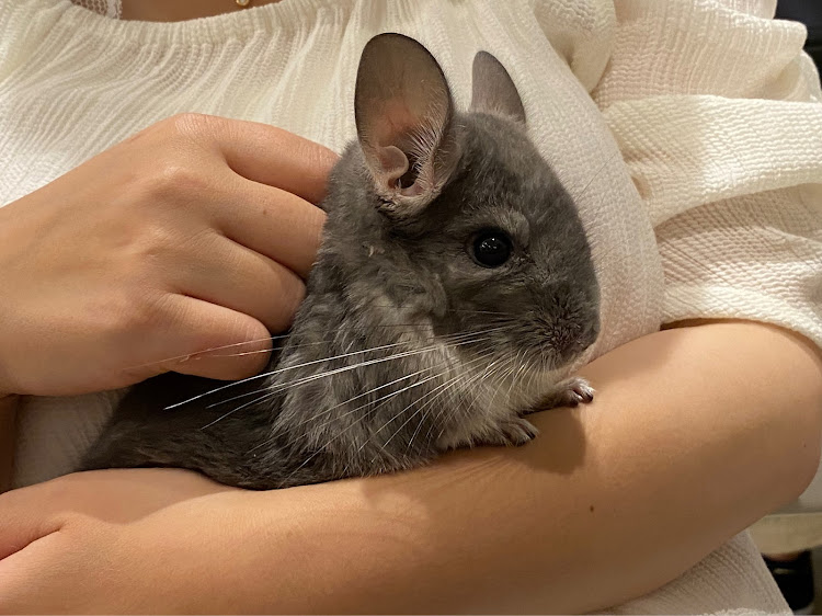 スープラの【Zには負けませんから😈】さんが投稿したカスタム事例の投稿画像9枚目