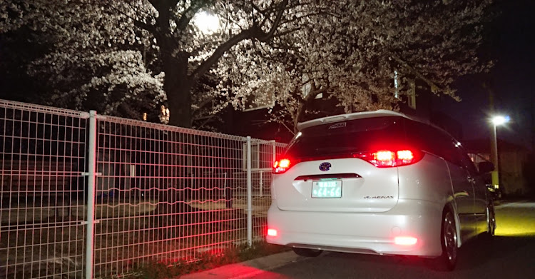 エスティマの桜と愛車・仕事帰り・夜桜コラボ・字光式ナンバーに関するカスタム事例の投稿画像1枚目