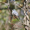 Blue-Gray Gnatcatcher