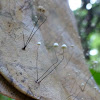 Marasmius sp.