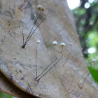 Marasmius sp.