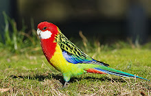 Parrot Wallpapers Theme New Tab small promo image