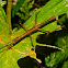 Stick Insect, Phasmid - Male