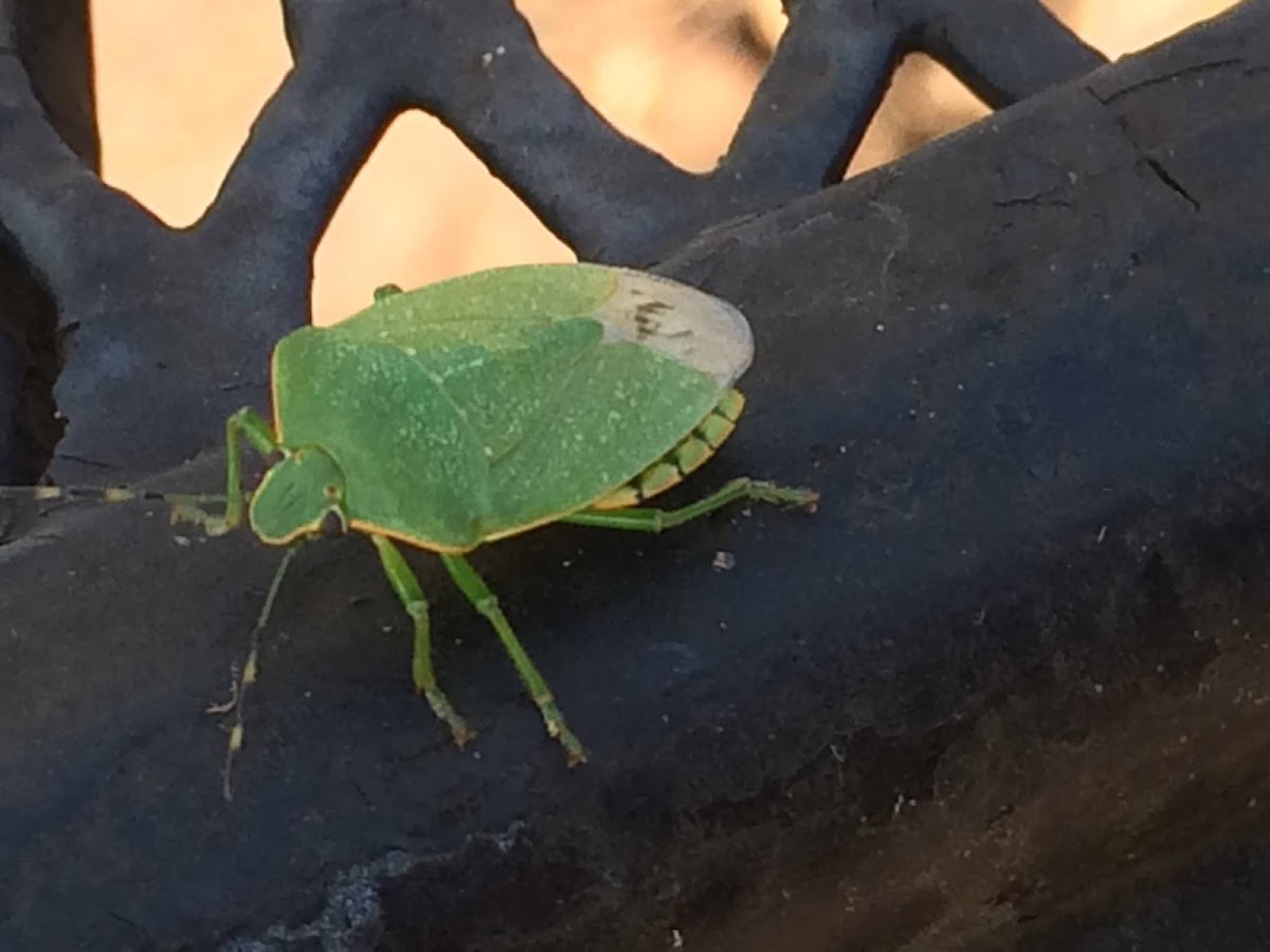 green stink bug