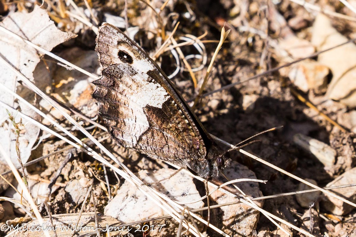 Rock Grayling