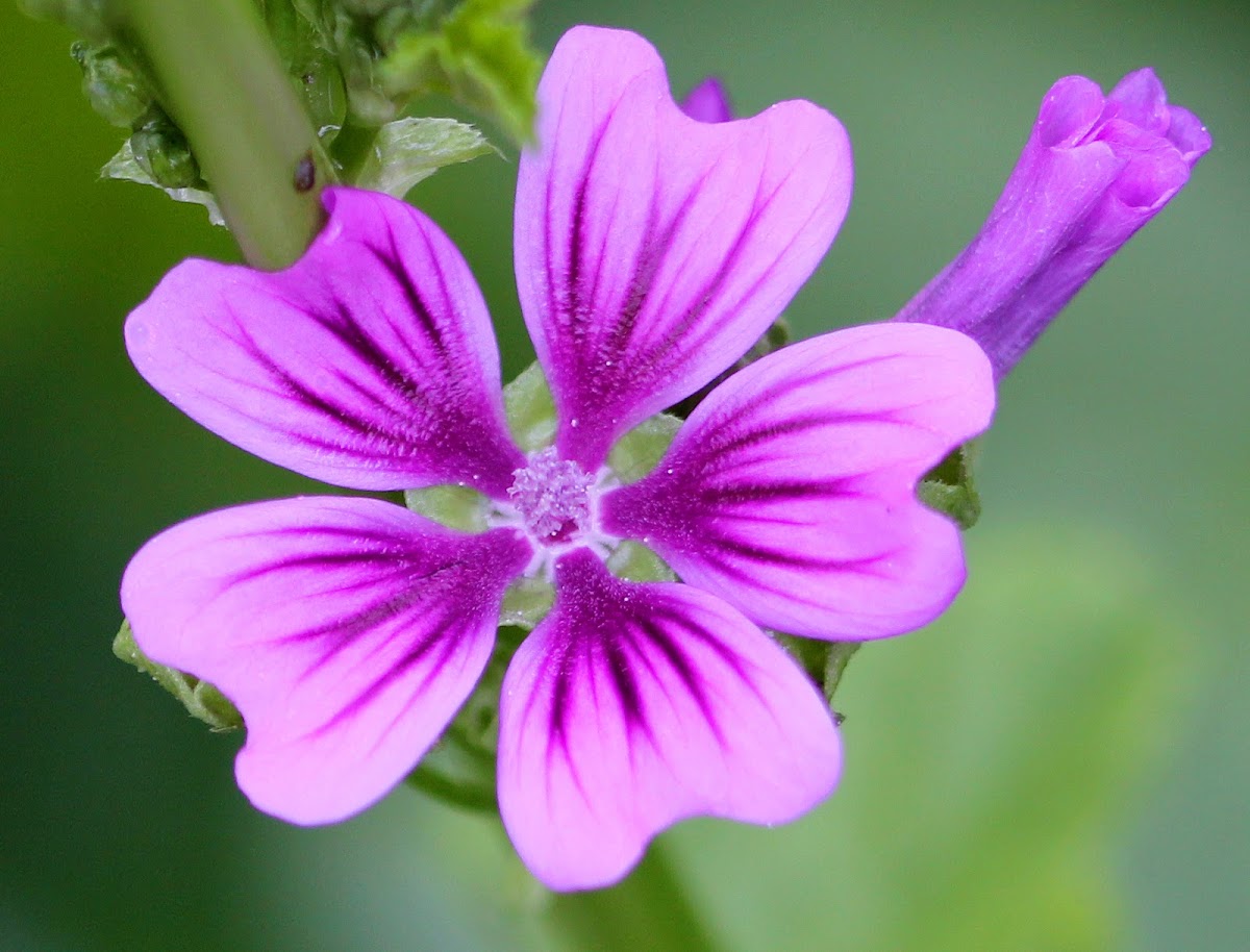 Common Mallow