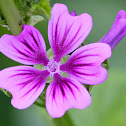 Common Mallow