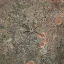 Elongated philodromid Spider