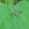 Eupatorium Borer Moth