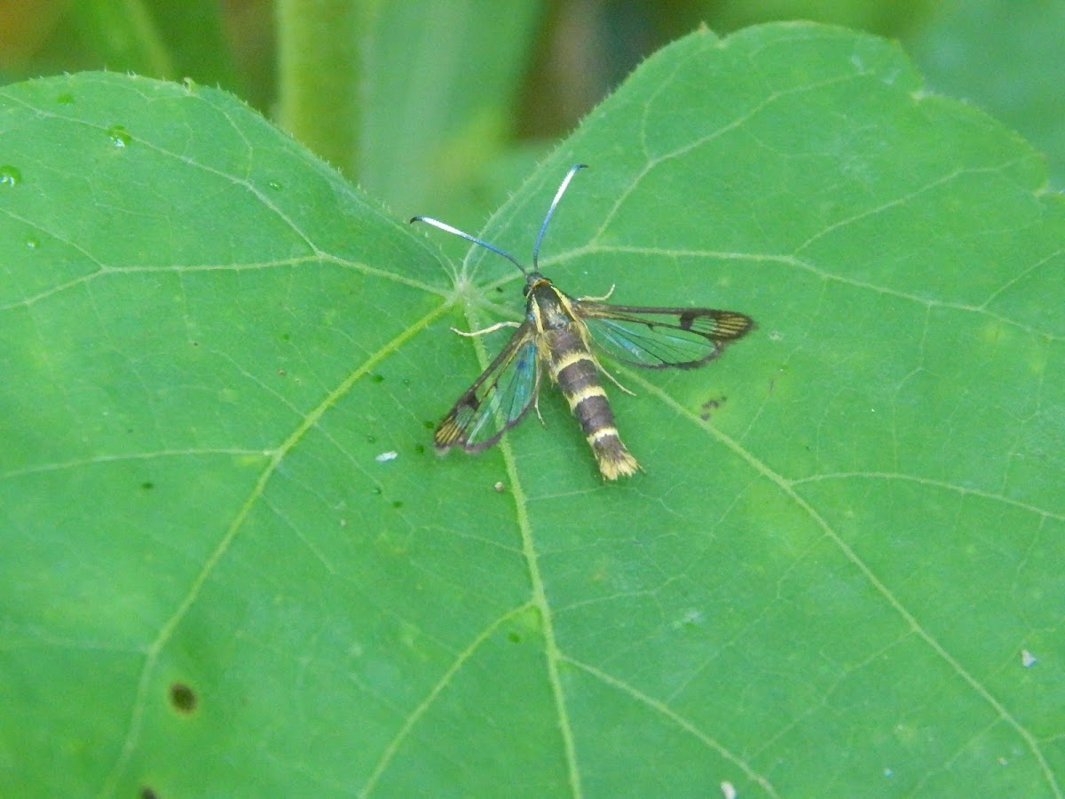 Eupatorium Borer Moth