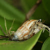 Tawny Hermit Crab