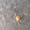 Cross Orb Weaver