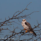 White-tailed Kite