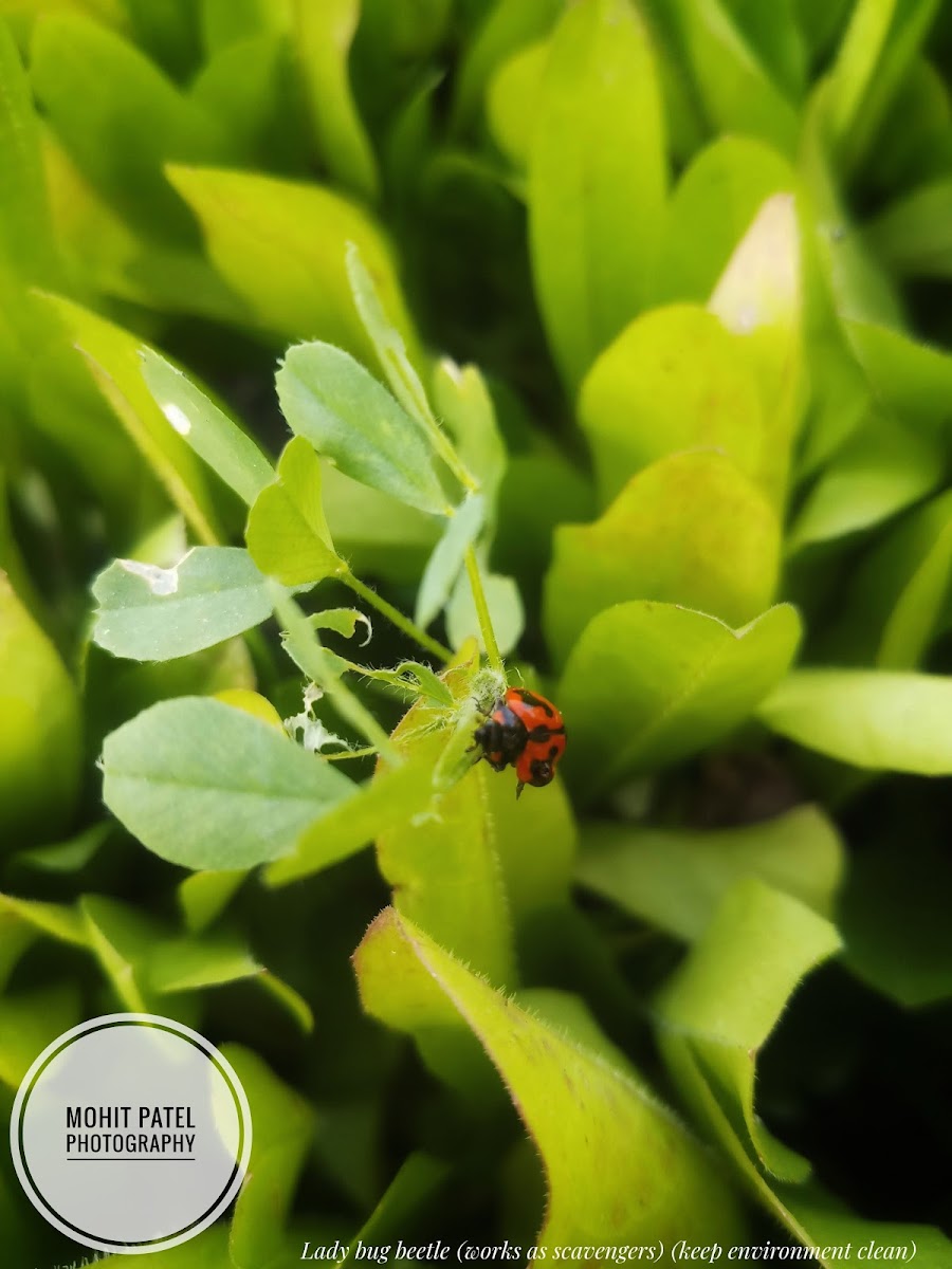 Lady bug beetle