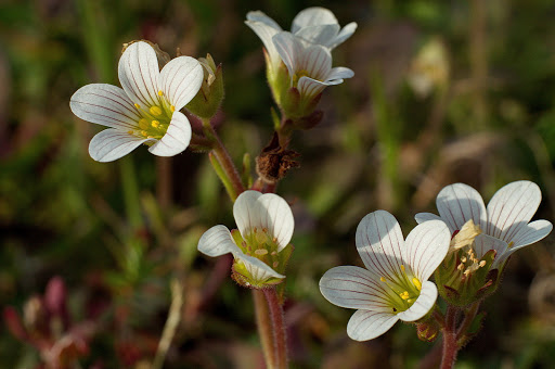 Saxifraga granulata